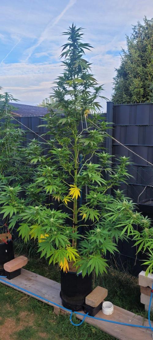 Ganja Farmer Bear: Rainbow Quest. Week 21