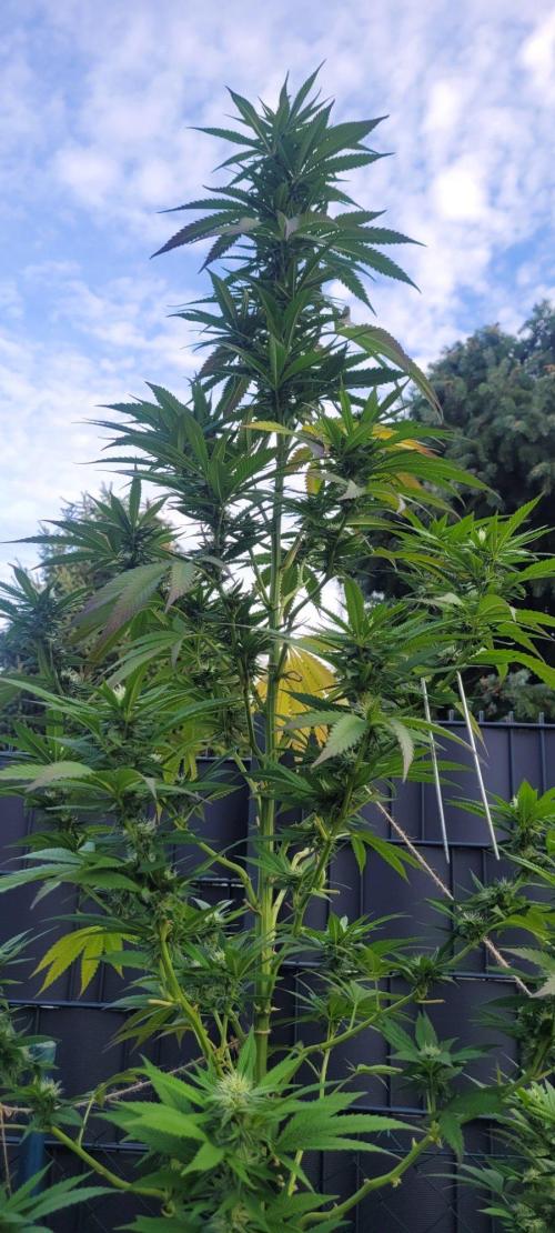 Ganja Farmer Bear: Rainbow Quest. Week 21