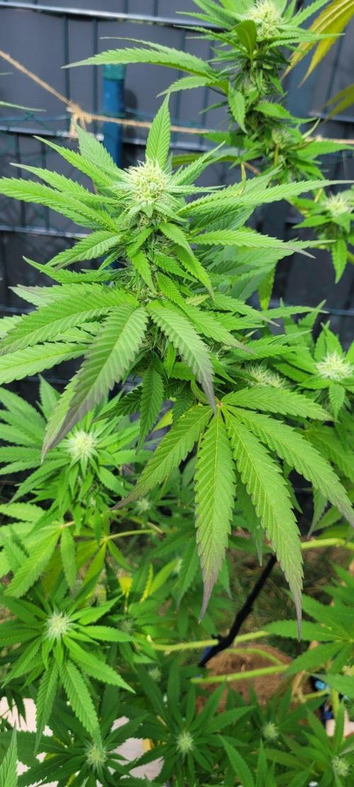 Ganja Farmer Bear: Rainbow Quest. Week 21