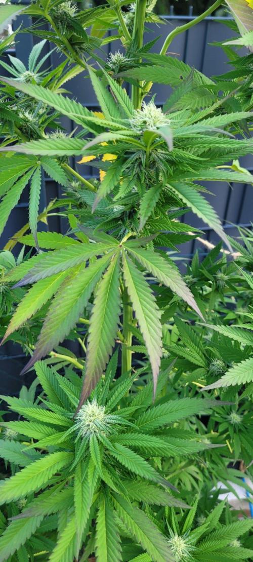 Ganja Farmer Bear: Rainbow Quest. Week 21