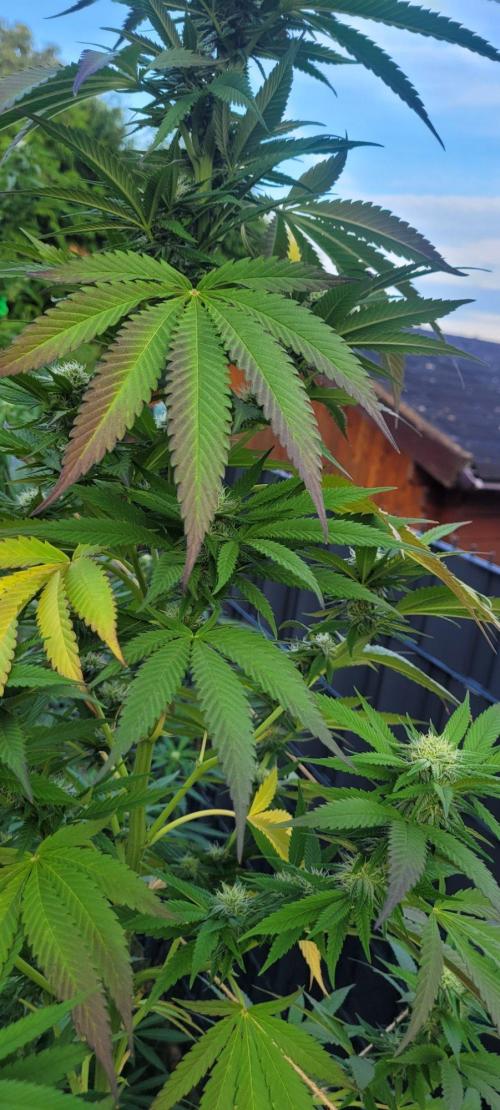 Ganja Farmer Bear: Rainbow Quest. Week 21