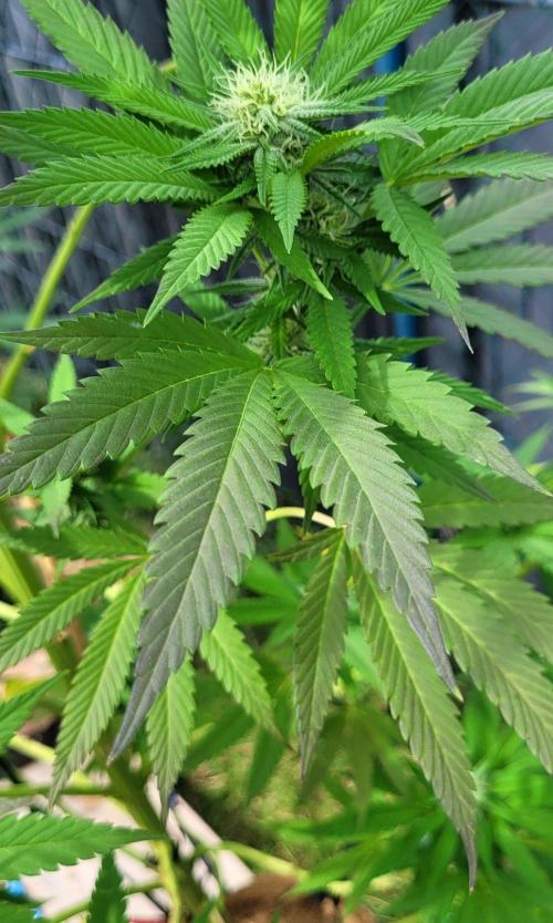 Ganja Farmer Bear: Rainbow Quest. Week 21