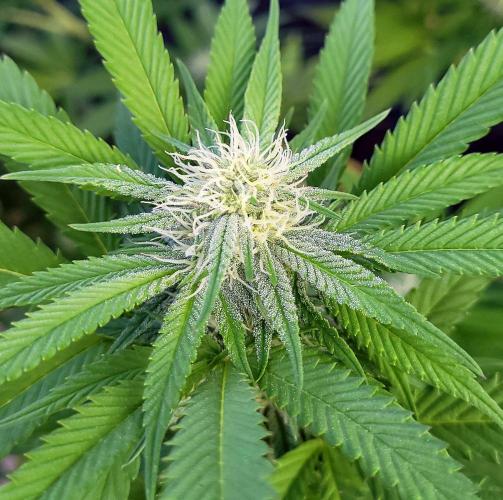 Ganja Farmer Bear: Rainbow Quest. Week 21