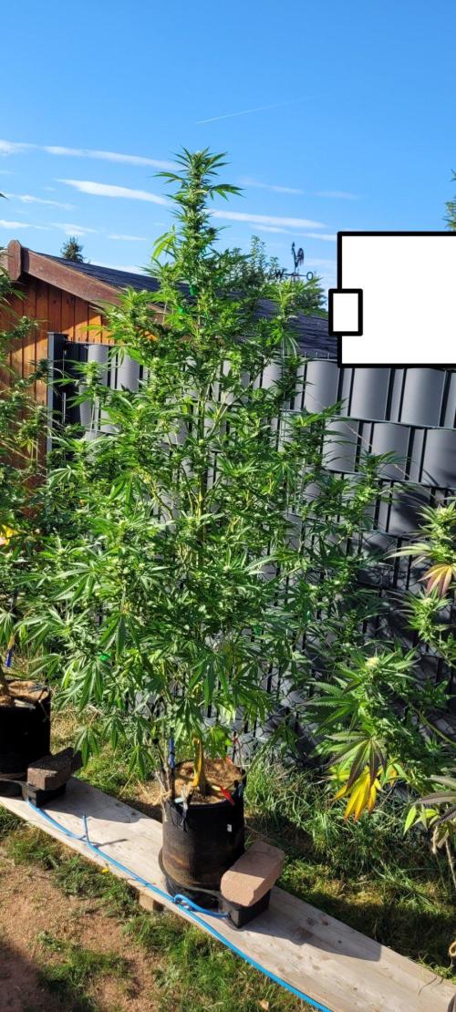 We can't stop here. This is bat country!. Week 22