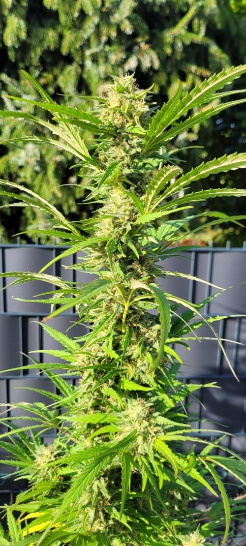 XL FlexiPot 2. Week 22