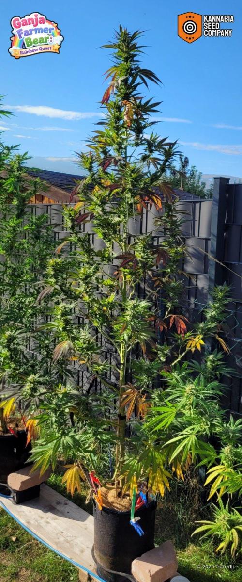 Ganja Farmer Bear: Rainbow Quest. Week 22