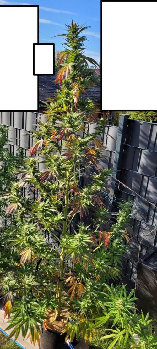 Ganja Farmer Bear: Rainbow Quest. Week 22
