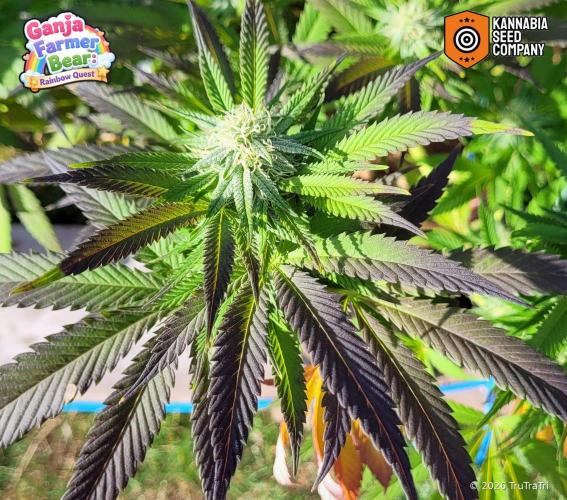 Ganja Farmer Bear: Rainbow Quest. Week 22