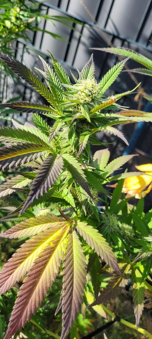 Ganja Farmer Bear: Rainbow Quest. Week 22