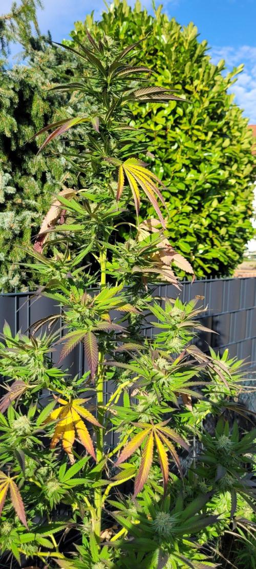 Ganja Farmer Bear: Rainbow Quest. Week 22