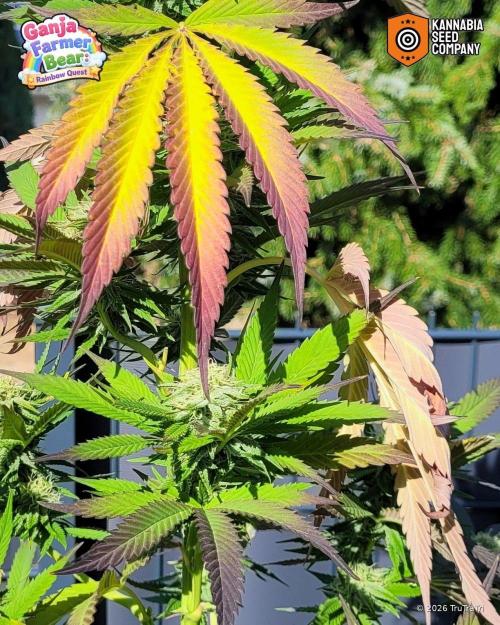 Ganja Farmer Bear: Rainbow Quest. Week 22
