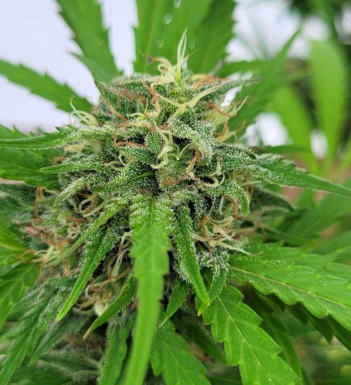 Lobster Man II: Mombo from Mars. Week 23 - Bud