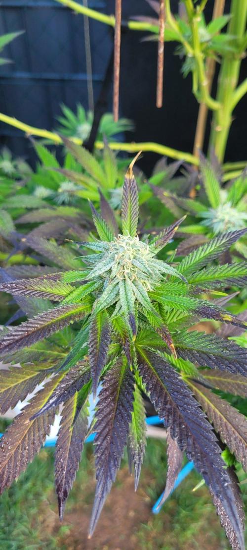 Ganja Farmer Bear: Rainbow Quest. Week 23