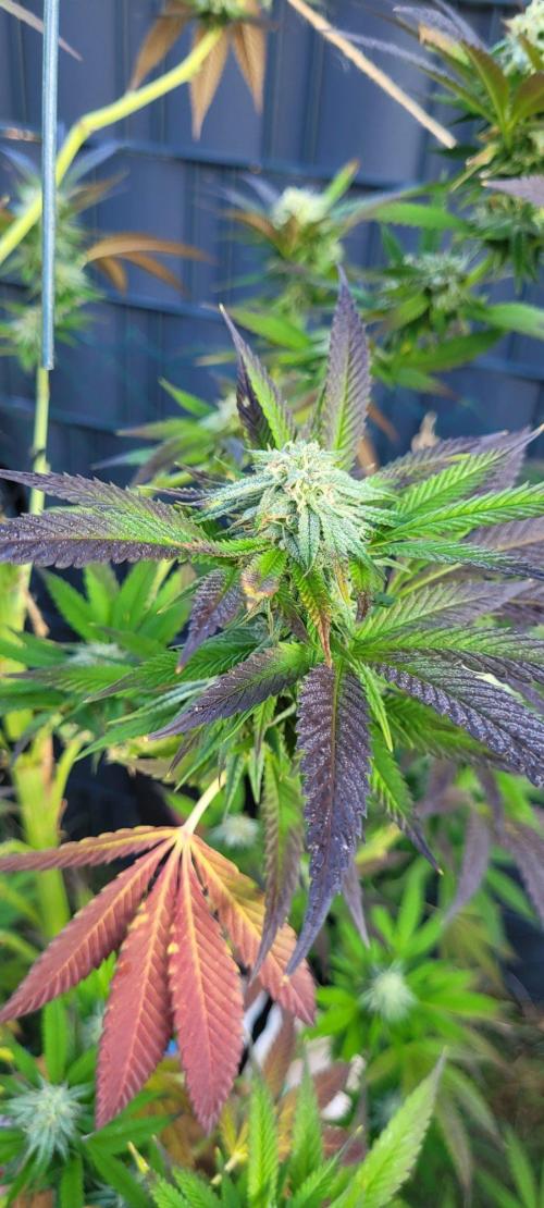 Ganja Farmer Bear: Rainbow Quest. Week 23