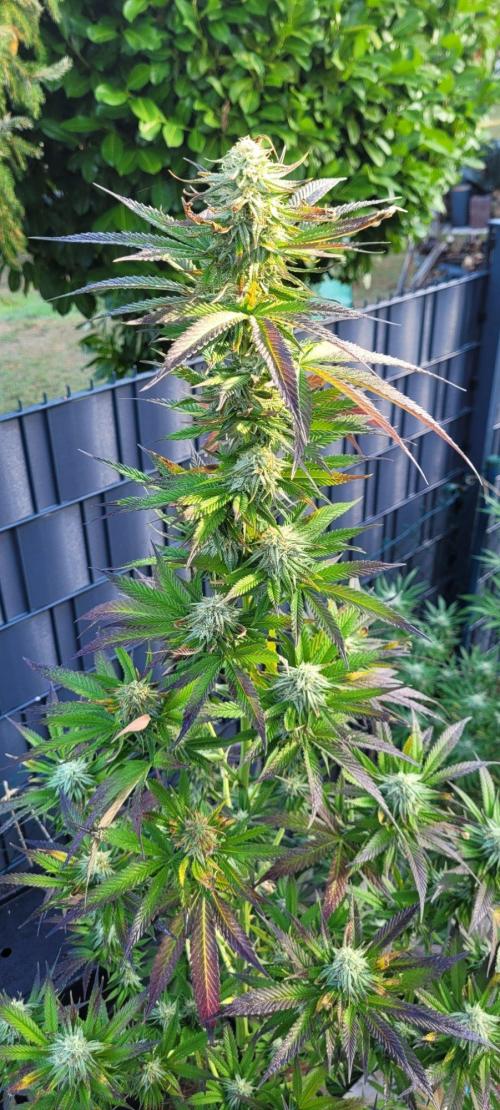 Ganja Farmer Bear: Rainbow Quest. Week 23