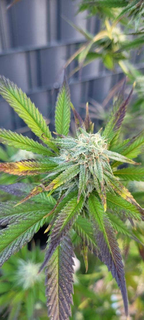Ganja Farmer Bear: Rainbow Quest. Week 23
