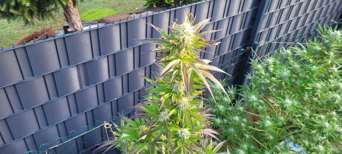 Ganja Farmer Bear: Rainbow Quest. Week 23