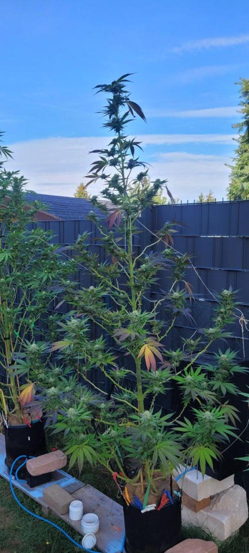 Ganja Farmer Bear: Rainbow Quest. Week 23 - Partial Harvest