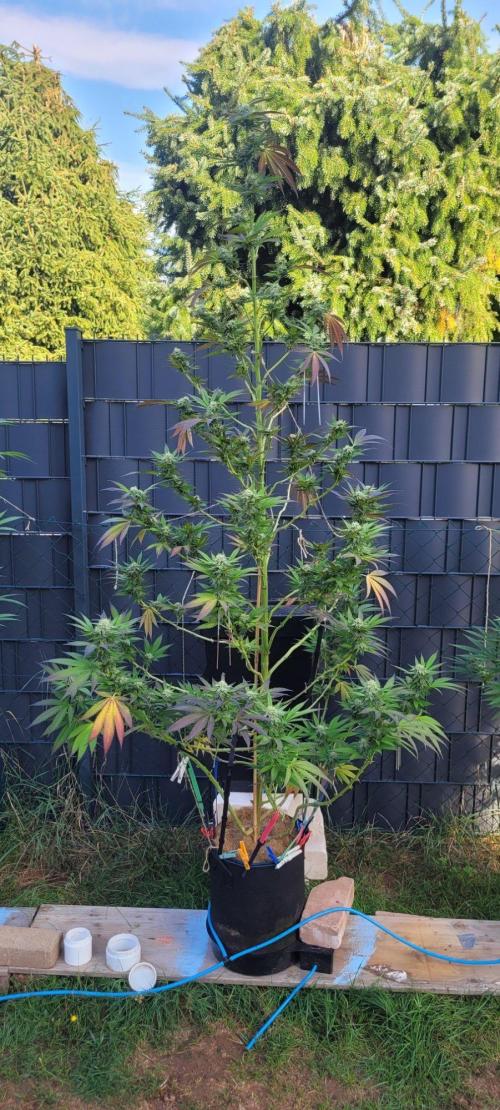 Ganja Farmer Bear: Rainbow Quest. Week 23 - Partial Harves