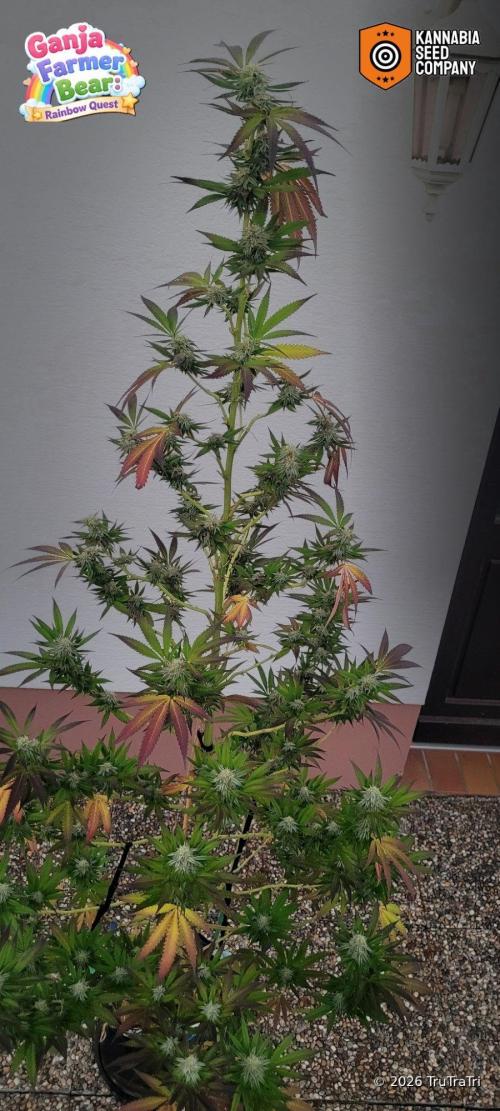 Ganja Farmer Bear: Rainbow Quest. Week 24