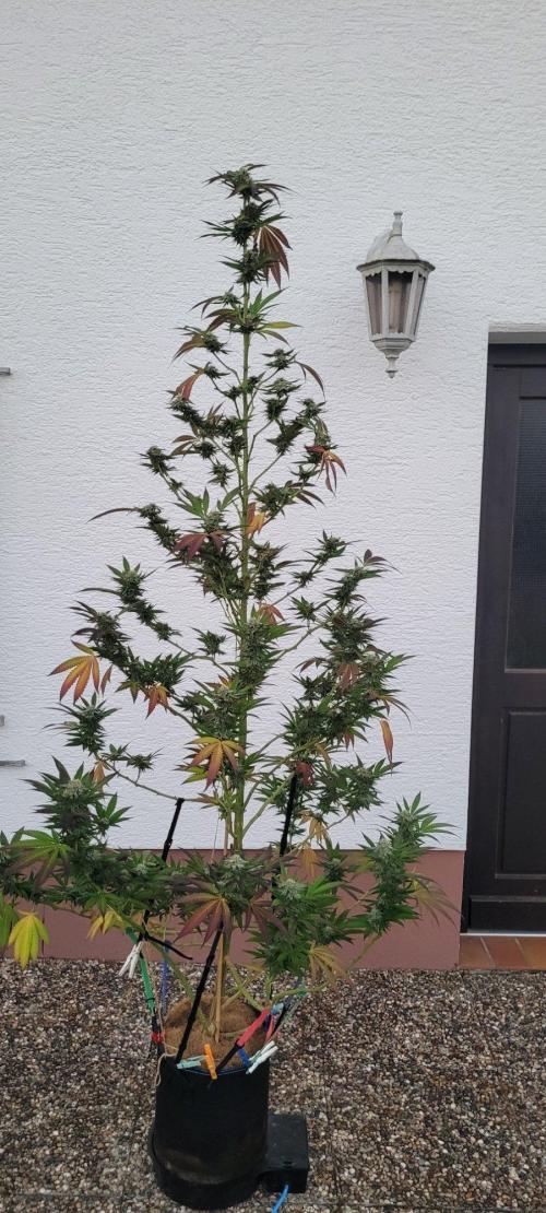 Ganja Farmer Bear: Rainbow Quest. Week 24