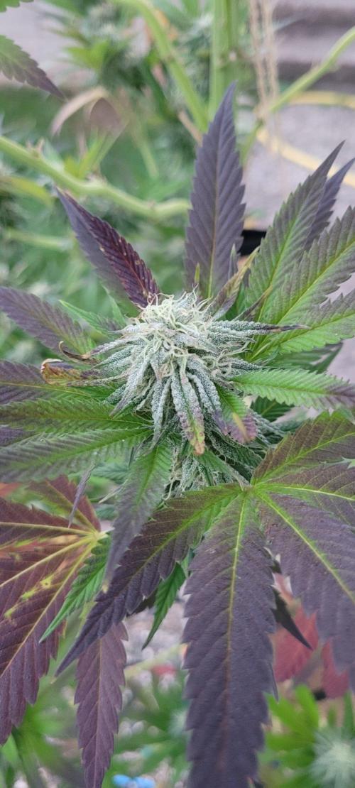 Ganja Farmer Bear: Rainbow Quest. Week 24