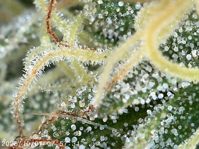 Ganja Farmer Bear: Rainbow Quest. Week 24