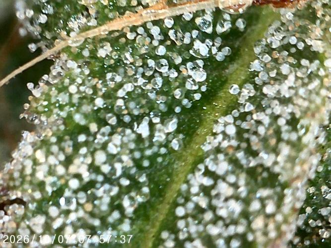 Ganja Farmer Bear: Rainbow Quest. Week 24