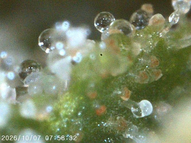 Ganja Farmer Bear: Rainbow Quest. Week 24