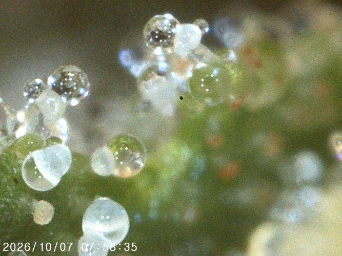Ganja Farmer Bear: Rainbow Quest. Week 24