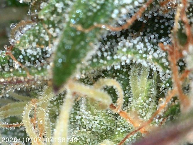Ganja Farmer Bear: Rainbow Quest. Week 24