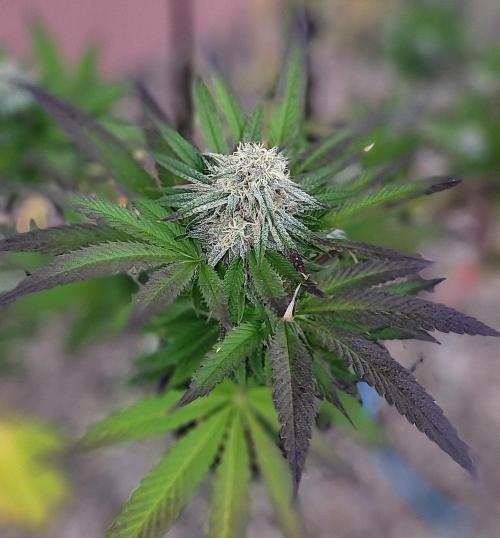 Ganja Farmer Bear: Rainbow Quest. Week 24