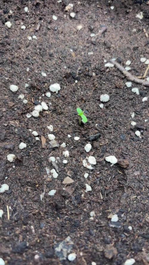 Sweet Gelato and Kush Auto