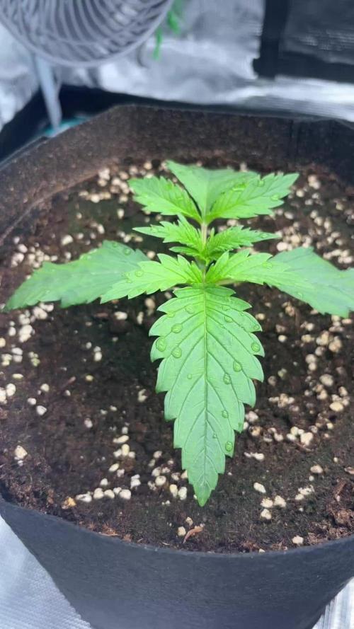 Sweet Gelato and Kush Auto