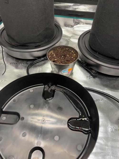 Sweet Gelato and Kush Auto