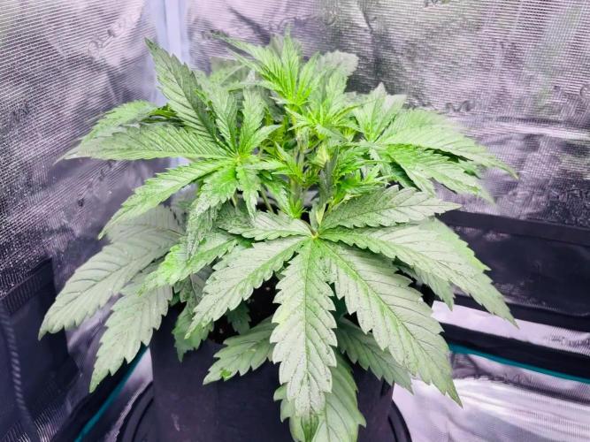 Sweet Gelato and Kush Auto