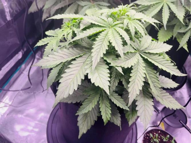 Sweet Gelato and Kush Auto