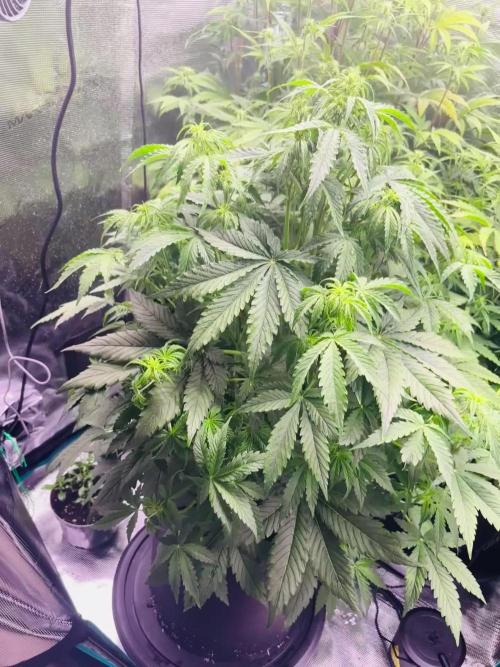 Sweet Gelato and Kush Auto