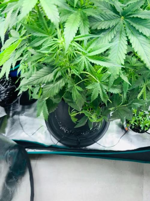 Sweet Gelato and Kush Auto