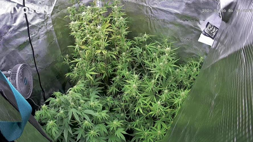 Sweet Gelato and Kush Auto. Week 6