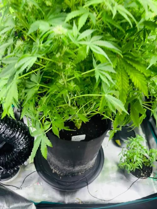 Sweet Gelato and Kush Auto