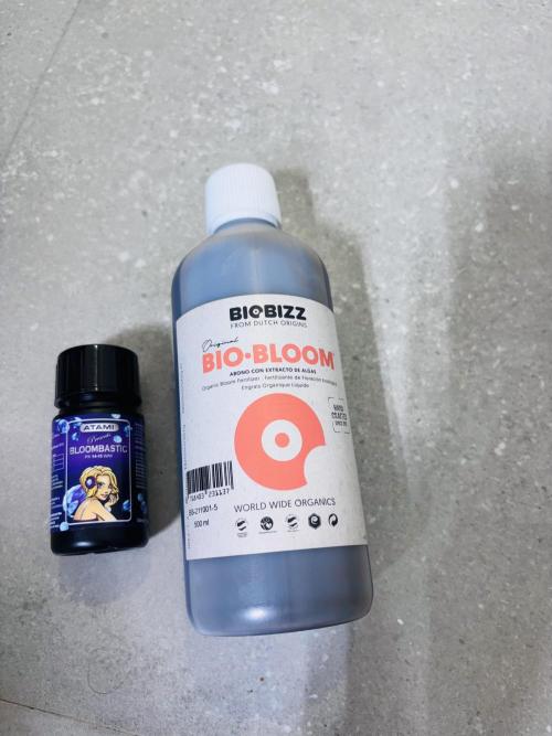 Sweet Gelato and Kush Auto. Week 7