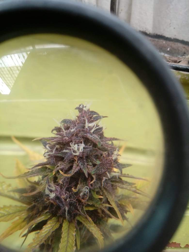 Fast Buds Crystal METH, Fast Buds Purple Lemonade Auto, Fast Buds LSD ...