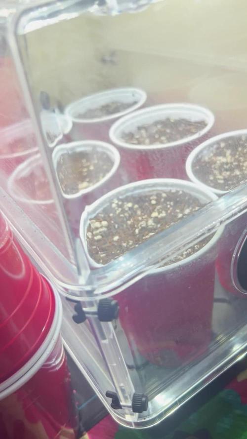 Silver haze