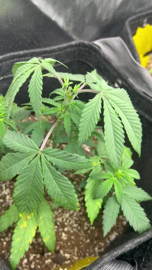 Silver haze