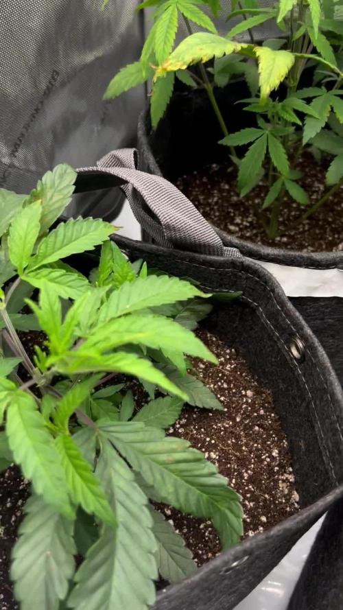 Silver haze