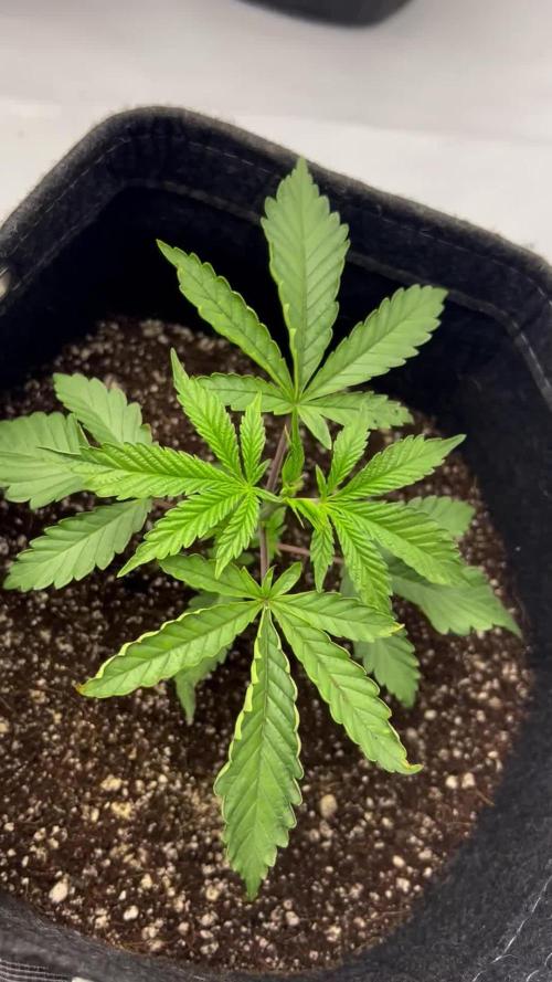 NYC diesel