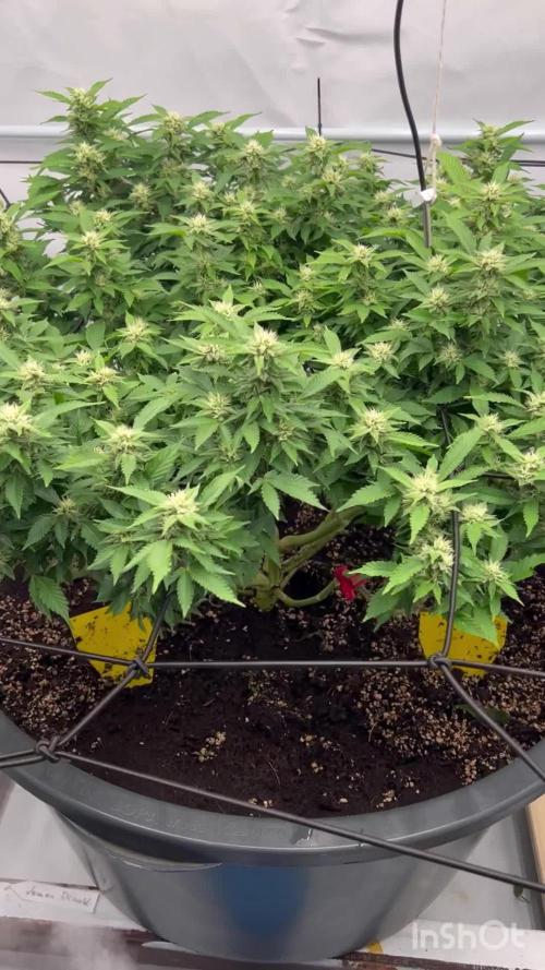 Lemon Skunk - Greenhouse Seeds Co.