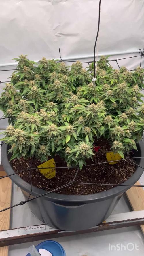 Lemon Skunk - Greenhouse Seeds Co.