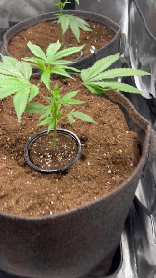 Sour Frootz - Karma Genetics